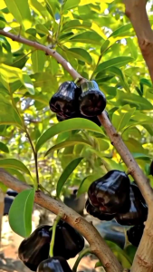 Selamat Datang Ditoko Kami Bibit Jambu Air Citra Hitam JUMBO🌱Sudah Siap Ditanam Bibit Subur Besar Rimbun Siap Ditanam Di Lahan Maupun Di Planterbag Hasil Cangkok Yuk Dicekout Pemesanan Bisa COD Bayar Ditempat