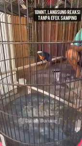 Serbuk Gurah Burung Tt+ Plus untuk Burung Suara Berat dan Serak