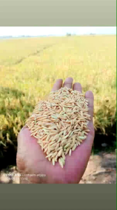 1KG BENIH BIBIT PADI UMUR 76 HARI SUPER GENJAH UNGGUL BERKUALITAS TINGGI