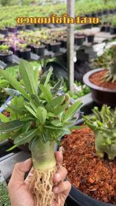 สินค้าราคาพิเศษลด 50% ชวนชม โซโค4สาย กระถาง6นิ้ว