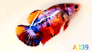 ปลากัดนีโม่กาแลคซี่🌈ได้ตรงตามรูป🌟พร้อมผสมพันธุ์❤️ Bettafish❤️ปลากัดสวยงาม ปลากัดไทย ปลากัดอาชีพ ปลากัดนีโม่กาแลคซี่🌟ปลากัดเลี้ยงโชว์ สวยๆ 1 ตัวเมีย ขนาด 1.2-1.4