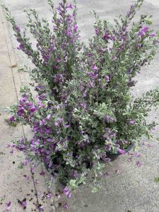 ต้นนีออนใบเงิน-ญี่ปุ่น-ไต้หวัน#พุ่มใหญ่#ดอกสีม่วง