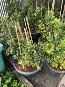 ต้นส้มจี๊ดมังกรทอง🍊พันธุ์แท้#ติดลูกสีเขียวเยอะทุกกระถาง#ต้นไม้จริง