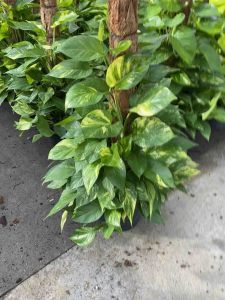 ต้นพลูด่าง-พลูทอง เลื้อยหลัก#กระถาง 11 นิ้ว