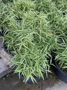 ถาง 10-11 นิ้ว ต้นไผ่เงิน-ไผ่แมว - ประเภท: กระถาง