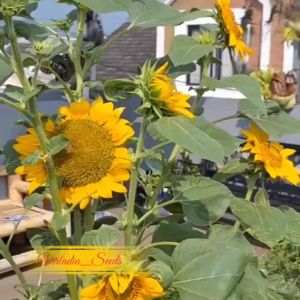 [Virladia Seeds] Biji Benih tanaman bunga matahari kuning