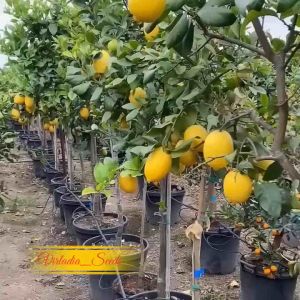 [Virladia Seeds] Biji Benih tanaman Jeruk Lemon California