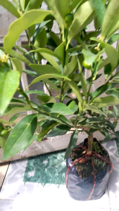 chậu cây tắc thái đang nhiều trái