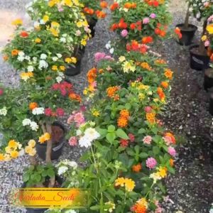 [Virladia Seeds] 40 Biji Benih Bunga Lantana Mix Color