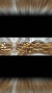 Buah Keras Candlenut 300gram