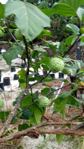 Buah Daun & Biji Kecubung (Datura metel) கரு ஊமத்தை