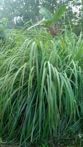 พันธุ์ตะไคร้หอม ไล่ยุง กันแมลง กลิ่นแรง  ตะไคร้หอมแท้100%  10ต้น45บาทพร้อมส่งทุกวัน