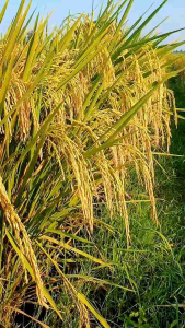 Benih Padi CIHERANG 77 Kemasan 5Kg Biji Padi Pilihan Terbaik Berkualitas