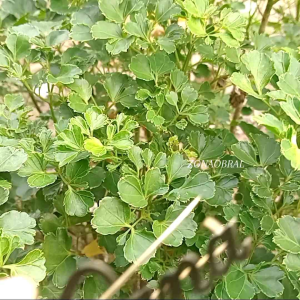 Bross Nama Bisa Custom Nama Sendiri Gold Harga Murah