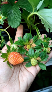 BIBIT TANAMAN STRAWBERRY HIJAU 🌱Tanaman Buah Strawberry Sudah Berbunga Atau Berbuah cocok ditanam di pot/polybag ataupun lahan terbuka
