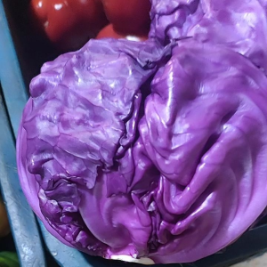 sayuran KOL UNGU KOLL KUBIS kol globe sakata taki taka per 1kg 1000 gr lebih