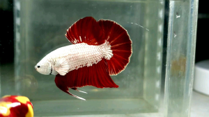 Red Dragon Halfmoon Plakat HMPK Betta Fish / Ikan Laga/ 斗鱼 (Not random fish）6
