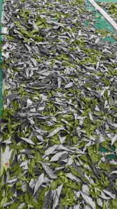Purong Organiko Serpentina Dried Leaves 20 Grams - Helps with Diabetes Regulates Menstrual Cycle Helps Lower Blood Sugar