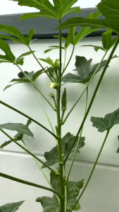 OKRA Fress 1kilo Gramm
