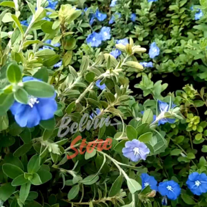 (-+2.000 butir) Benih bunga baby blue eyes import [kemasan pabrik]