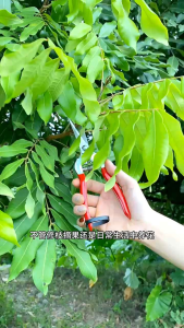 Alat Bonsai dan Berkebun Gunting Dahan Gunting Ranting Daun Bunga dan Buah QIAOEN 20 cm