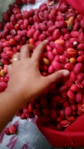 kulit tangkil/kulit melinjo merah merona 2kg