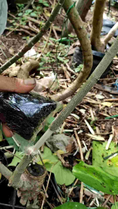 Media Tanam Budidaya Cangkok dan Stek Setek Siap Pakai Kokopit Cocopeat Fermentasi Perrangsang Penumbuh Akar