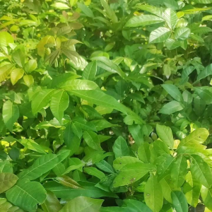 Tanaman Kelengkeng Diamon: Sebuah Pilihan yang Tepat