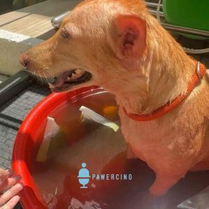 Pet Herbal Bath Bags for cats & dogs (12 types of pet-friendly herbs)