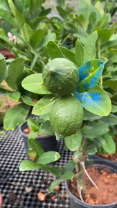 Beautiful Lemon plant est ht 2 ft in 9inch pot Must Have ❤️❤️❤️