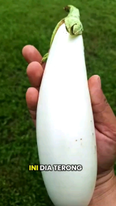 BELI BANYAK LEBIH HEMAT!!! 500 BENIH TANAMAN TERONG PUTIH MUDAH TUMBUH KUALITAS TERBAIK UNGGULAN