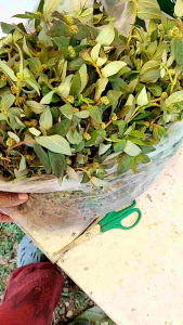 ต้นน้ำนมราชสีห์ ขายสดขนาดครึ่งกิโลกรัม