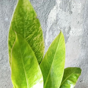 philodendron golden calkins