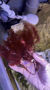 Botryocladia sp "red grape"  red macroalgae Cultivated Macroalgae clean and natural  Marine and saltwater tank
