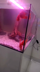 COMBO BỘ BỂ ĐÚC UỐN CONG 2 GÓCBỂ DÀI 60CM RỘNG 30CM CAO 35CM DÀY 5LY VÀ CHÂN BỂ VÀ ĐÈN A603 CHẾ ĐỘ VÀ LỌC CÀI HBL 801.