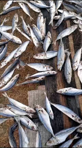 KERUPUK RAJUNGAN mentah 1kg termurah dan terlaris