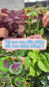 [COMBO 3 GÓI] Hạt Giống Rau Dền Xanh Dền Đỏ Dền Tía Dễ Trồng Nhanh Thu Hoạch Năng Suất Cao