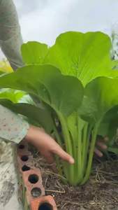 Hạt Giống Rau Cải Ngọt Loại F1 Siêu Dễ Trồng Nảy Mầm Nhanh. Thu Hoạch Sớm Không Sâu Bệnh (20Gram)
