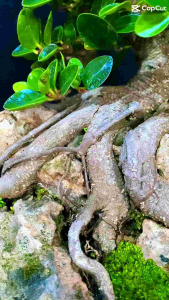 Bibit Ficus Dolar Mikro Mangkok ori Bonsai rimbun
