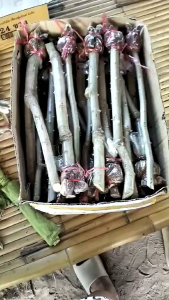 ต้นชะอม แบบกิ่งตอน ชุด 5 กิ่ง 70 บาทมีเก็บปลายทาง ของปราจีนแท้ๆ