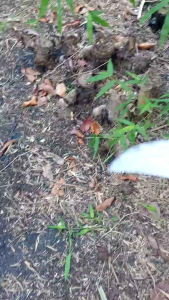sabit rumput padi  pohon jagungpres