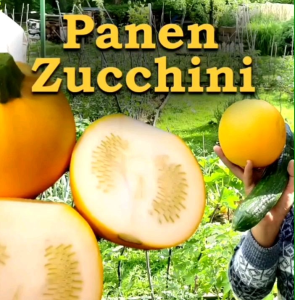 3 BUTIR BIJI | BENIH TANAMAN ZUCCHINI KUNING BULAT