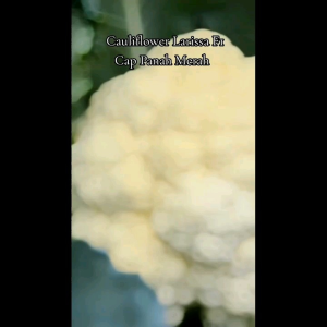BENIH CAP PANAH MERAH KEMBANG KOL LARISSA F1 (KEMASAN PABRIK)