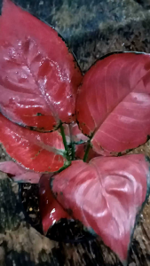 aglonema red anjamani lokal