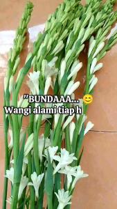 10 TANGKAI Bunga Sedap Malam Ukuran Jumbo isi 10 Tangkai Wangi Seger fresh Tahan Lama Untuk Dekorasi