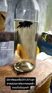 ผสมมาเลเบอร์ใดที่มีปลากัด 01 ชุดผสม Dermacol 25% 30% ดูผิวออก คอมไพล์เชื้อในช่อง 50-60 หนัง