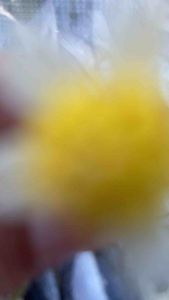 ปลาเค็ม(ปลาหลังเขียว) 500 กรัม