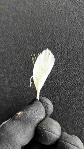 kotrekan pancing sabiki / kotrekakan micro / kotrekan bulu mutiara+bulu nggas