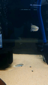 Apollo Shark/ Nyenyuar/Seluang Gajah/Luciosoma Setigerum/Ornamental fish/Freshwater/Readystock