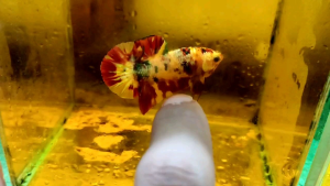 RBG (🔥 READYSTOCK / NO REQUEST 🔥) IKAN LAGA BETTA FISH MALE MARBLE CANDY MULTICOLOUR AOC KOI GALAXY FANCY PATTERN ETC. SHOWGRADE & HIGHGRADE RANDOM PICK ASSORTED